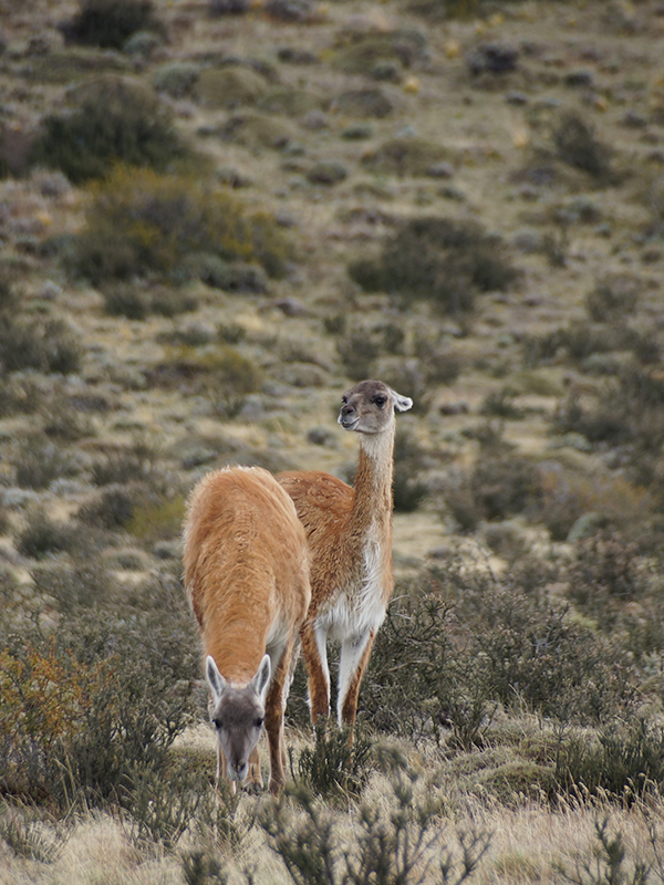 guanaco